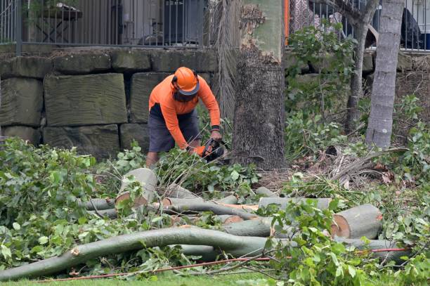 Best Tree Stump Removal  in Cayce, SC